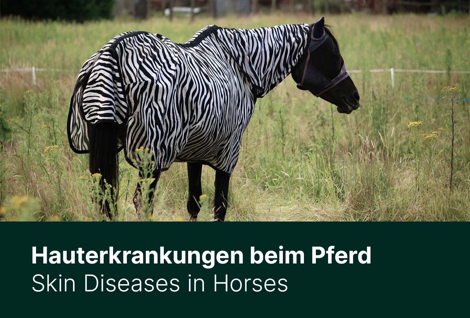 Wenn die Haut juckt und kribbelt - Sommerekzem