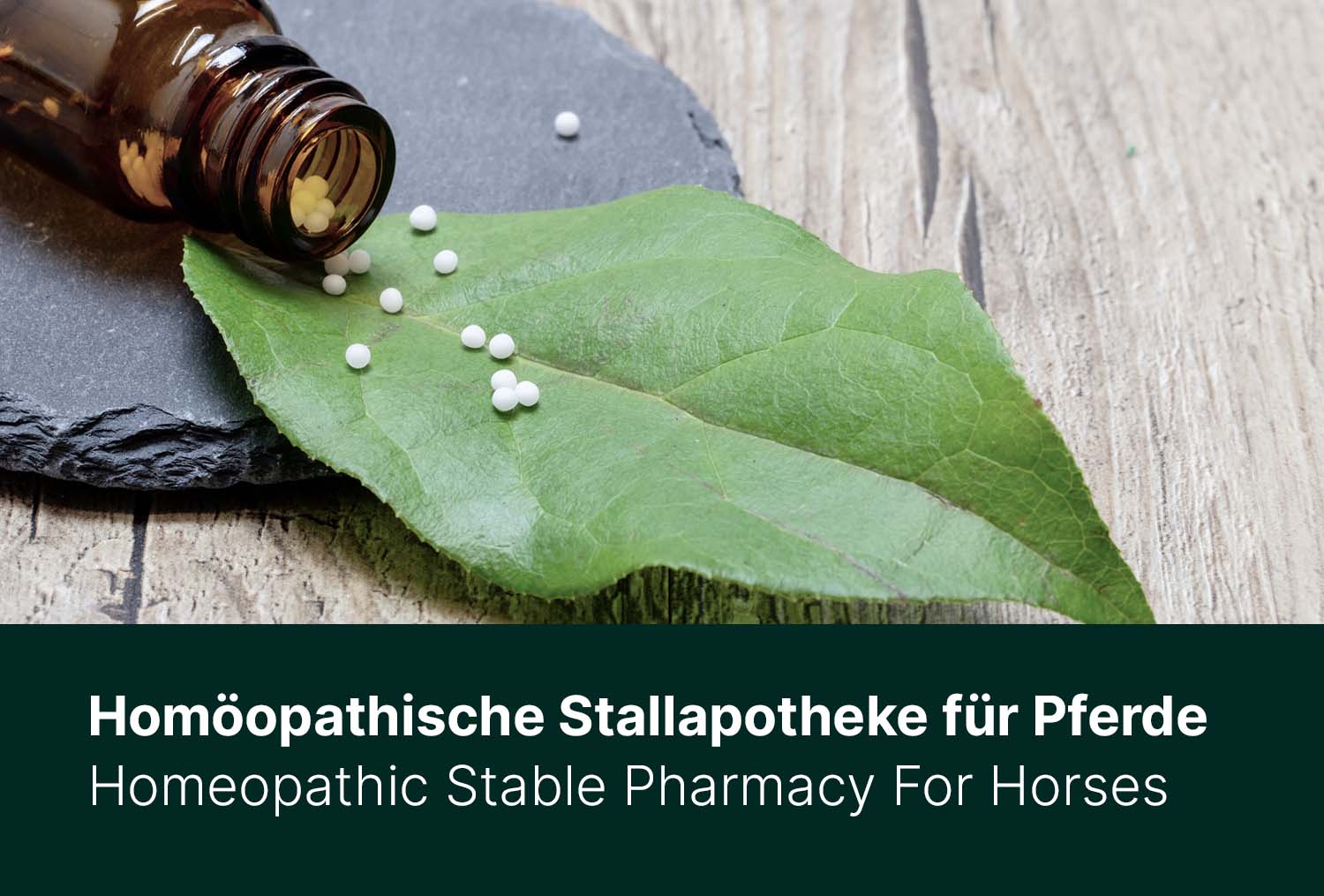 Homöopathische Stallapotheke für Pferde: Diese Mittel solltest du griffbereit haben