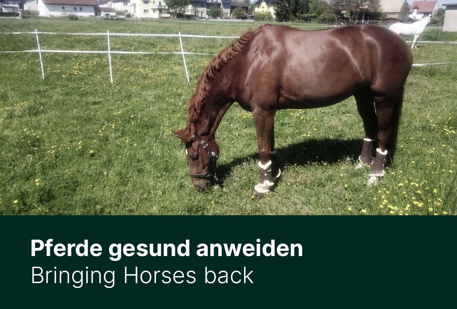 Pferde gesund anweiden