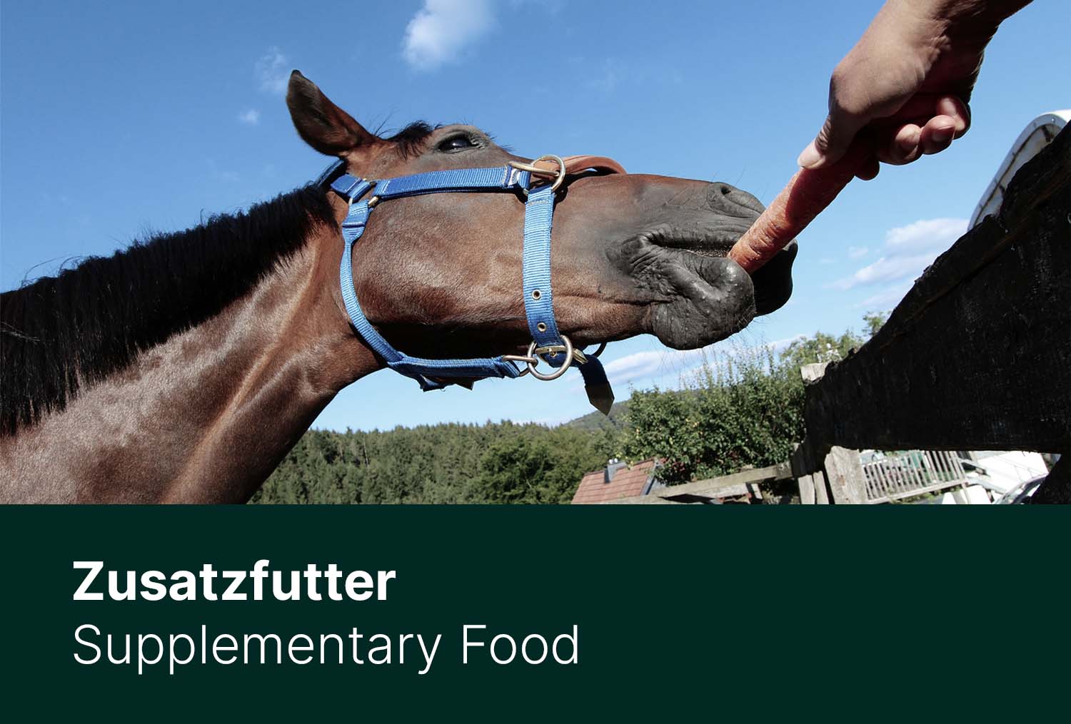 Zusatzfutter - was braucht mein Pferd wirklich?