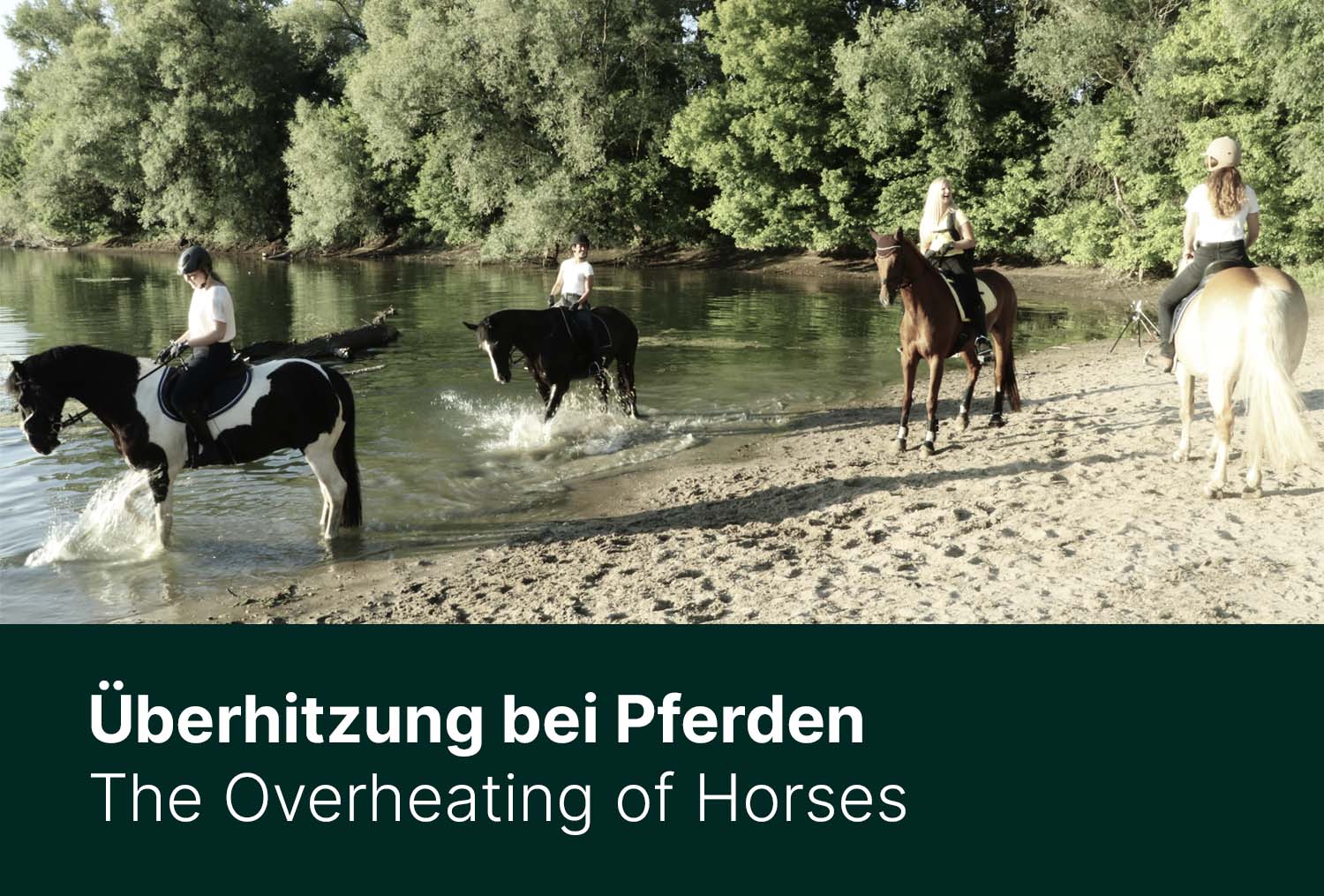 Überhitzung bei Pferden - erkennen und vorbeugen