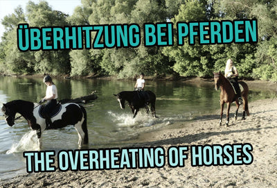 Überhitzung bei Pferden - erkennen und vorbeugen