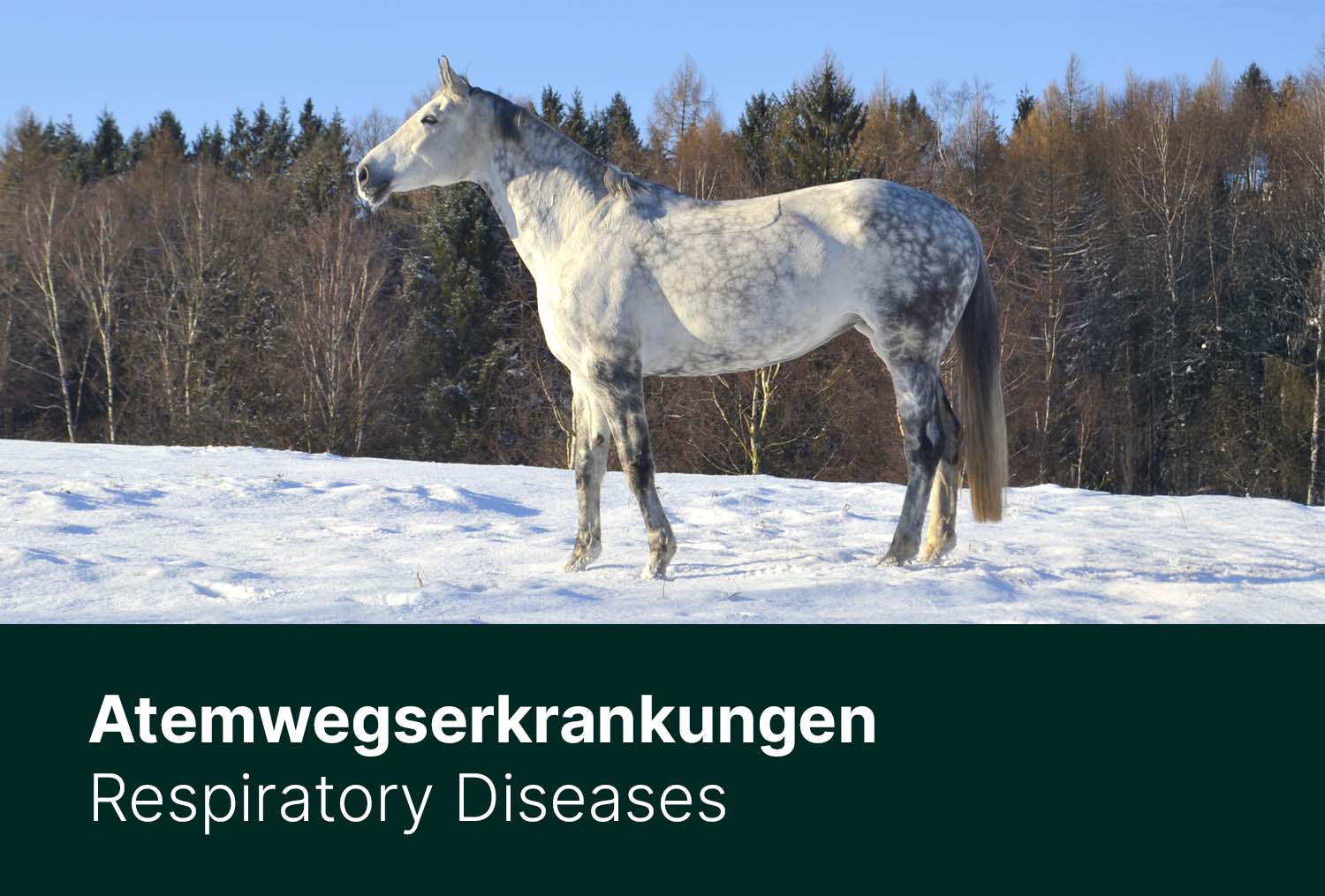 Atemwegserkrankungen - Prophylaxe und Maßnahmen