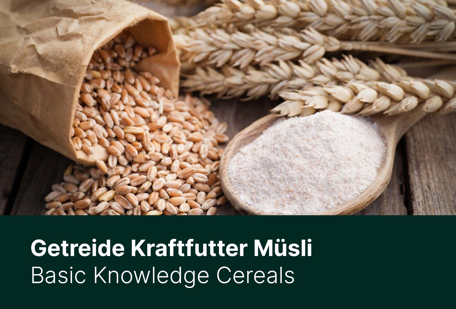 Grundwissen: Getreide – brauchen Pferde Kraftfutter und Müsli?