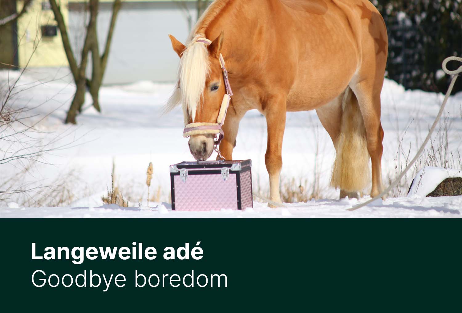 Tipps fr den Winter | Fr Reiter gemacht | UNIQHORSE  Uniqhorse