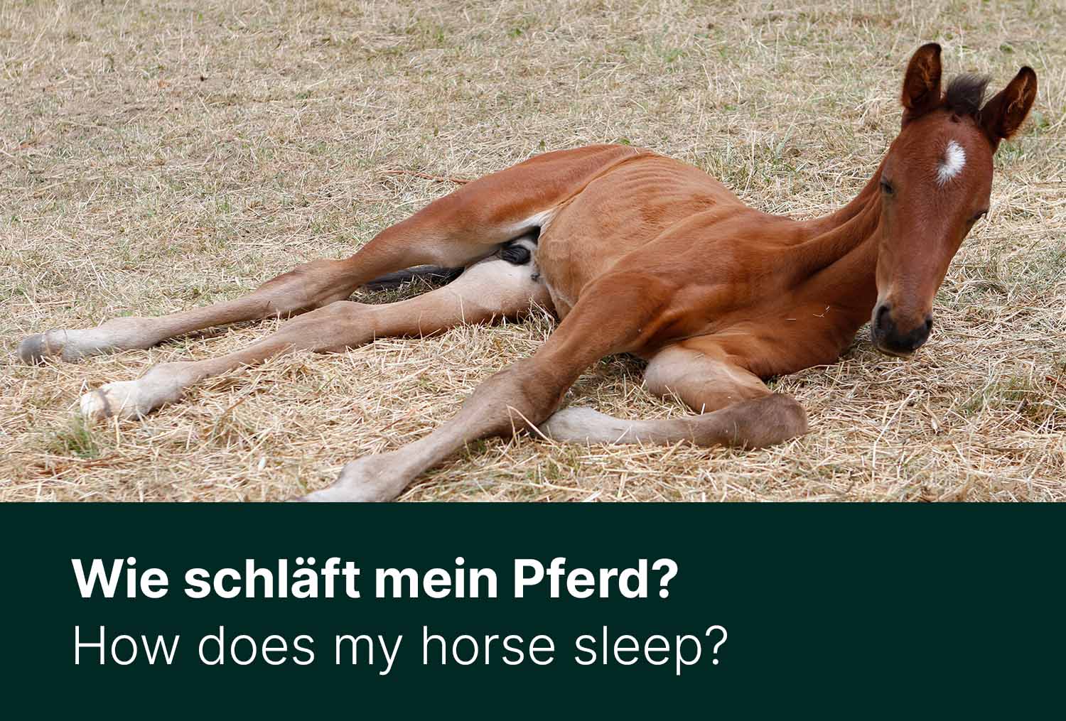 Wie schläft mein Pferd?