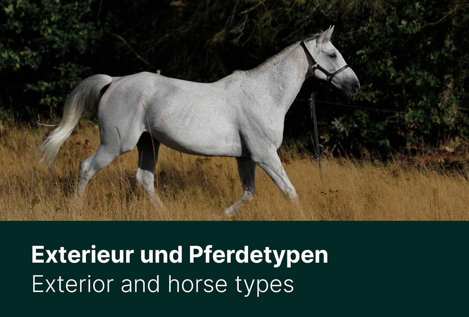 Exterieur und Pferdetypen