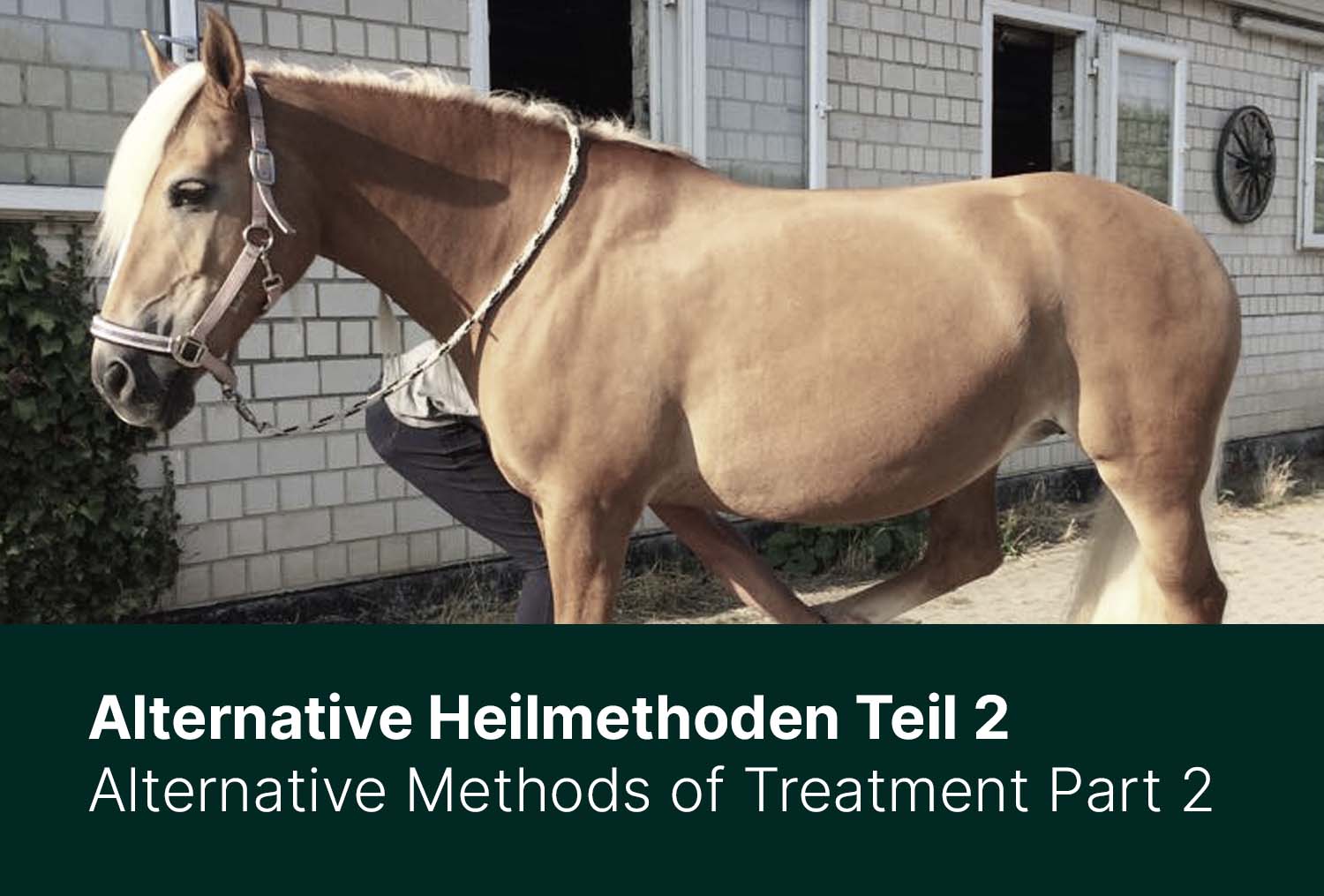 Alternative Heilmethoden Teil 2 – Kinesio-Taping, Akupunktur, Blutegel und mehr