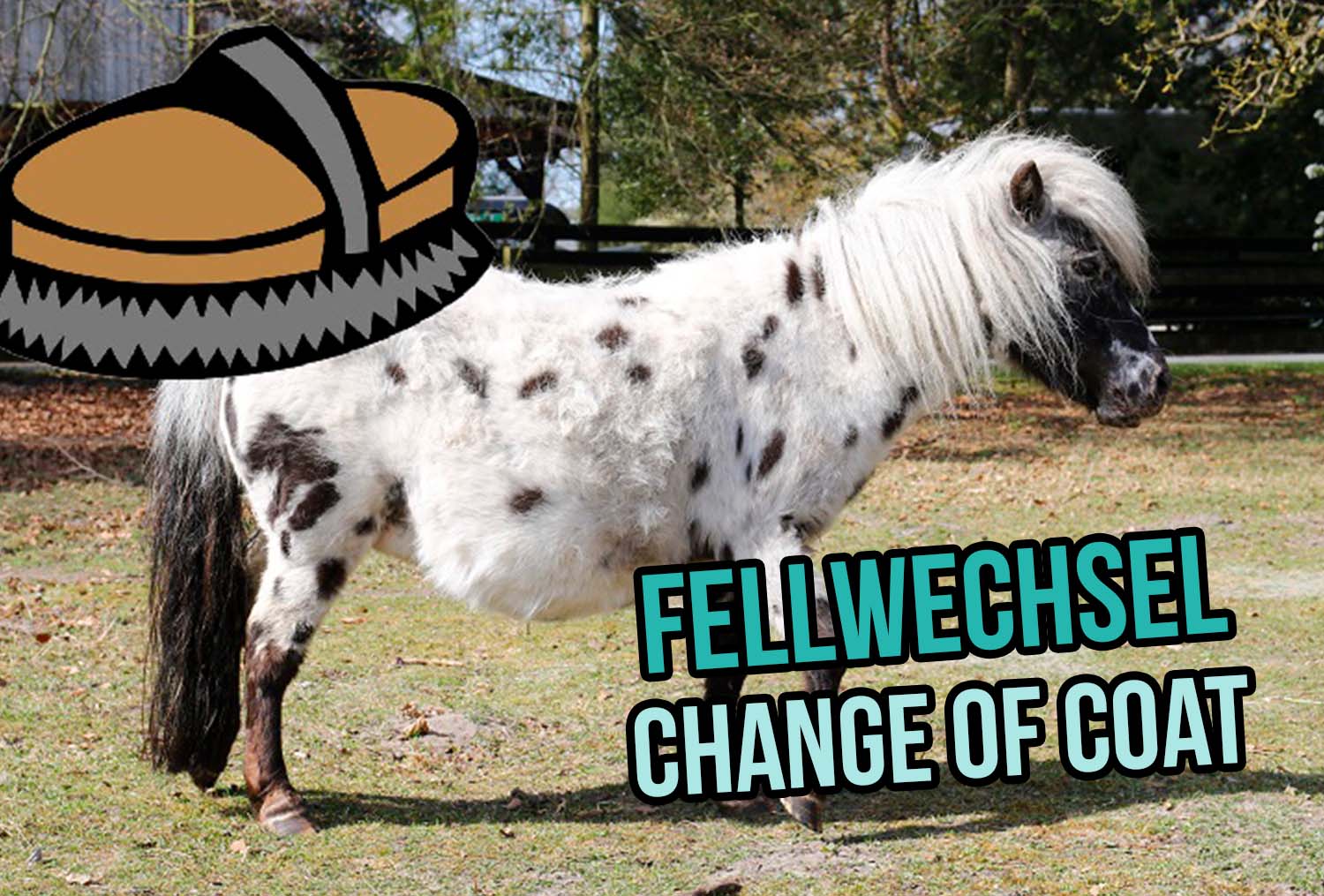 Fellwechsel - Hochleistung für das Pferd