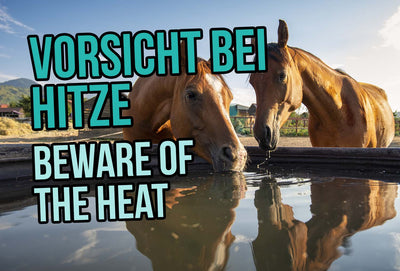 Pferde im Sommer – Vorsicht bei Hitze