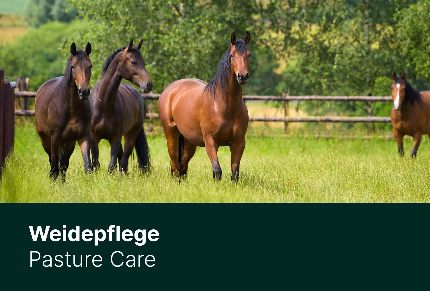 Weidepflege