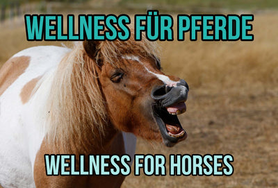 Wellness für Pferde